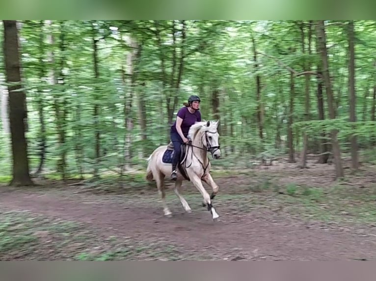 Plus de chevaux à sang chaud Jument 6 Ans 156 cm Palomino in Braunschweig