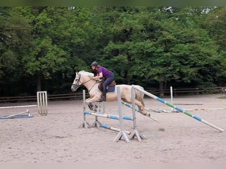 Plus de chevaux à sang chaud Jument 6 Ans 156 cm Palomino in Braunschweig