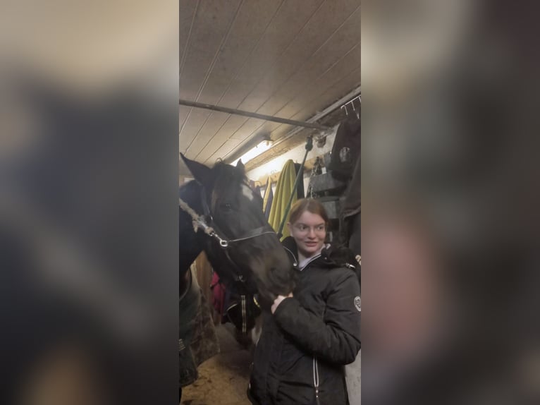 Plus de chevaux à sang chaud Jument 6 Ans 158 cm Bai brun foncé in Hennberg