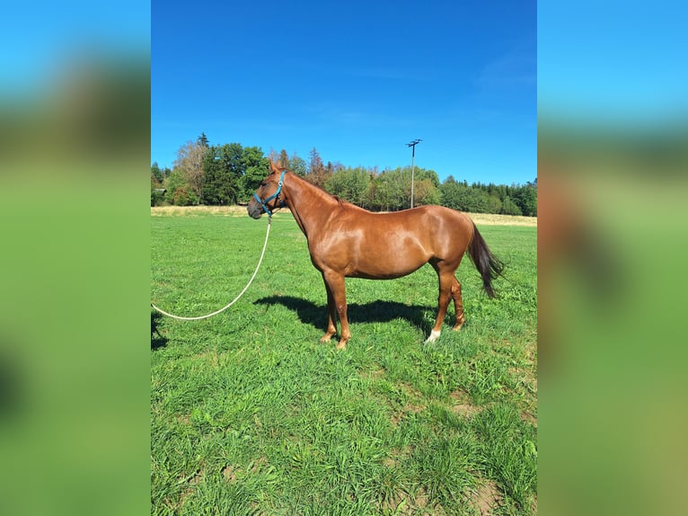 Plus de chevaux à sang chaud Croisé Jument 6 Ans 160 cm Alezan brûlé in Albbruck