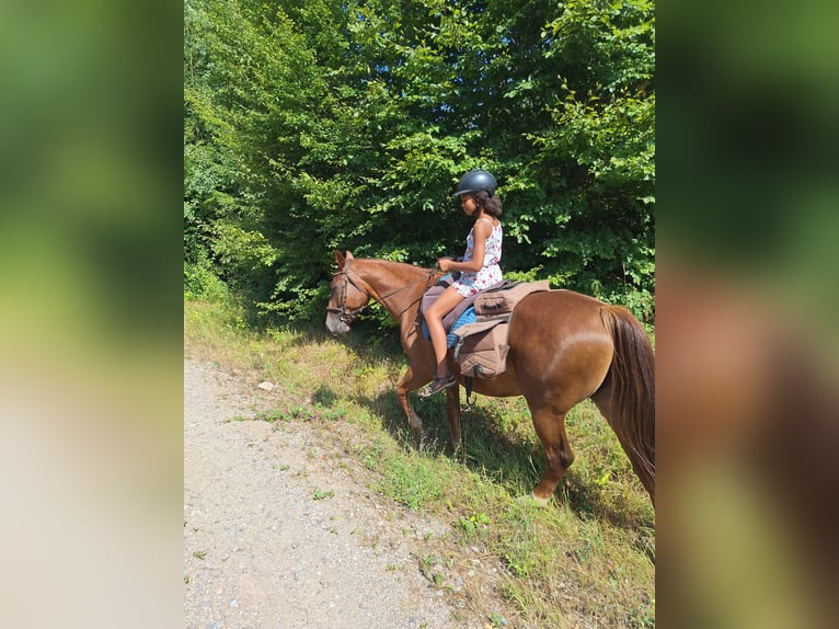 Plus de chevaux à sang chaud Croisé Jument 6 Ans 160 cm Alezan brûlé in Albbruck