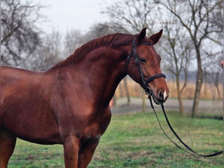 Plus de chevaux à sang chaud Jument 6 Ans 163 cm Bai in Békéscsaba