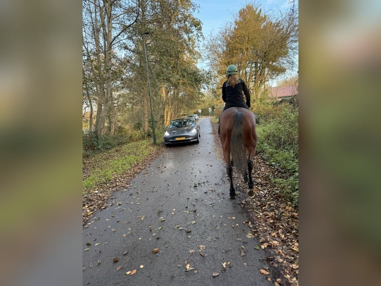 Plus de chevaux à sang chaud Jument 6 Ans 165 cm Bai in Neunkirchen-Seelscheid