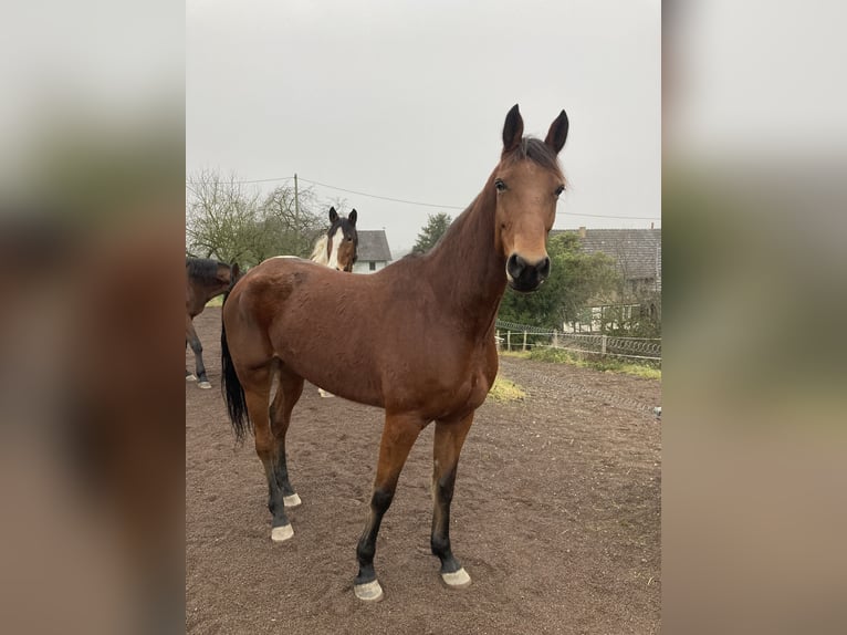 Plus de chevaux à sang chaud Jument 6 Ans 165 cm Bai in Neunkirchen-Seelscheid