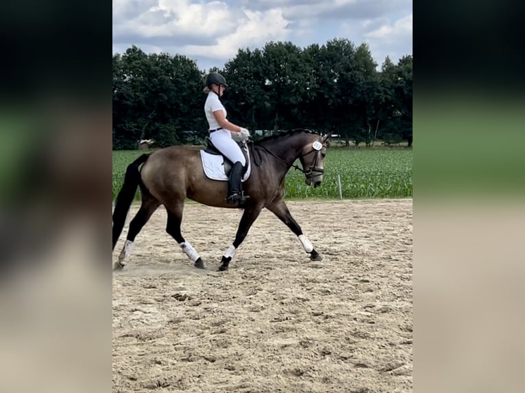 Plus de chevaux à sang chaud Jument 6 Ans 165 cm Buckskin in Tiste