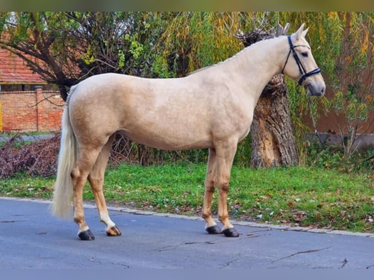 Plus de chevaux à sang chaud Jument 6 Ans 165 cm Palomino in Gyula