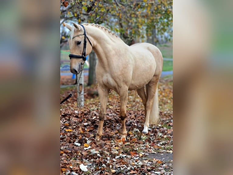 Plus de chevaux à sang chaud Jument 6 Ans 165 cm Palomino in Gyula