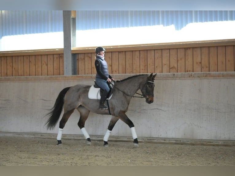 Plus de chevaux à sang chaud Jument 6 Ans 170 cm Bai in Wellheim