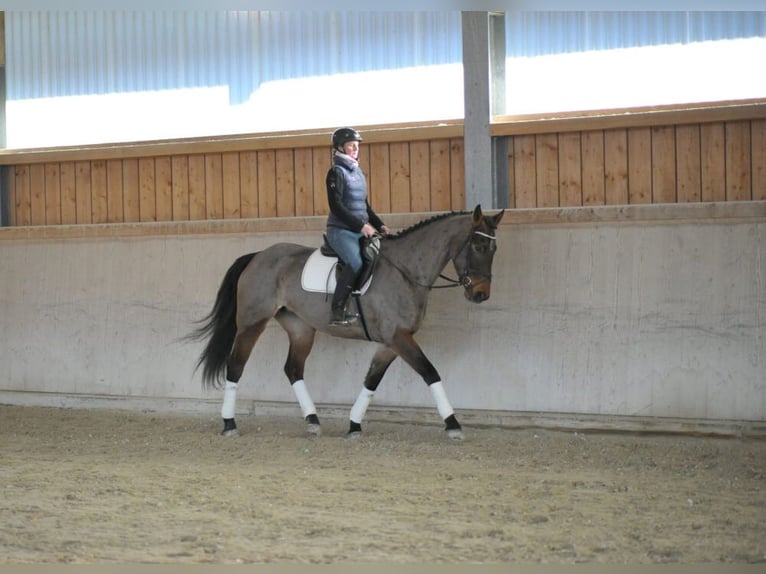 Plus de chevaux à sang chaud Jument 6 Ans 170 cm Bai in Wellheim