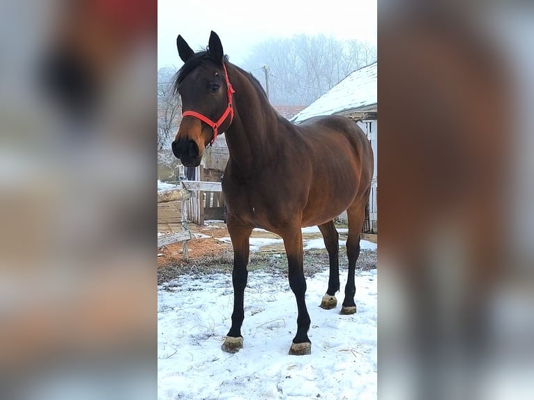 Plus de chevaux à sang chaud Jument 6 Ans 172 cm Bai in Debrecen