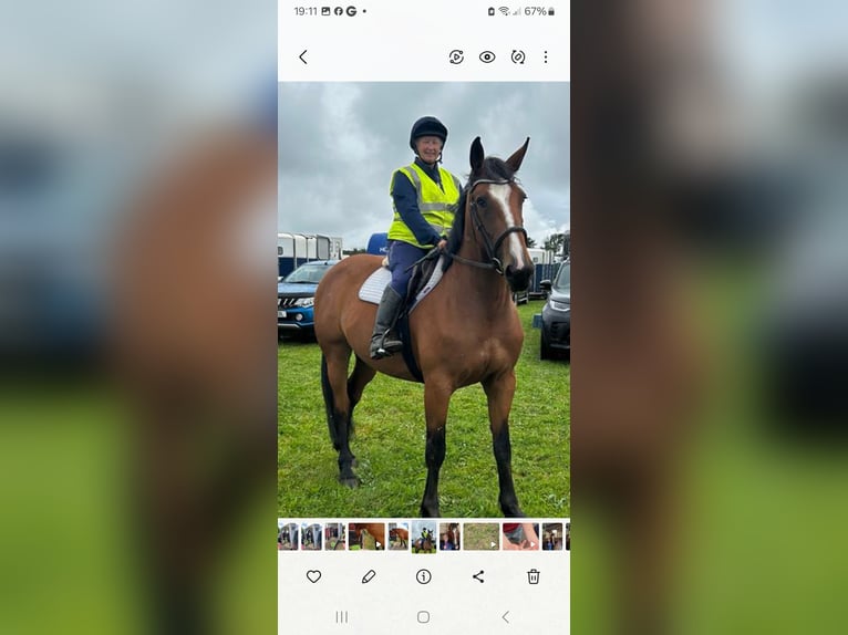 Plus de chevaux à sang chaud Jument 6 Ans 173 cm Bai cerise in Devon