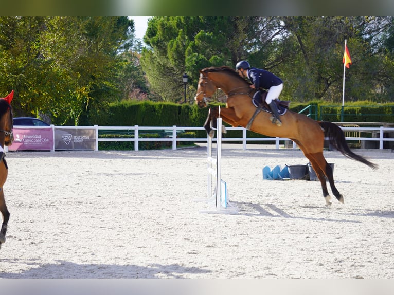 Plus de chevaux à sang chaud Jument 6 Ans 173 cm Bai in Alcorcon