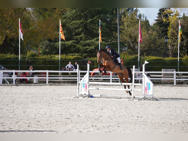 Plus de chevaux à sang chaud Jument 6 Ans 173 cm Bai in Alcorcon