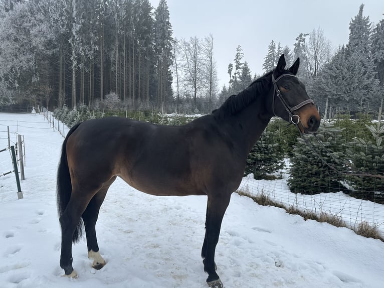 Plus de chevaux à sang chaud Jument 6 Ans 174 cm Bai brun in Regau