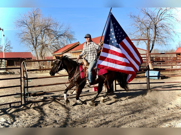 Plus de chevaux à sang chaud Jument 7 Ans 142 cm Noir in Fort Collins Co