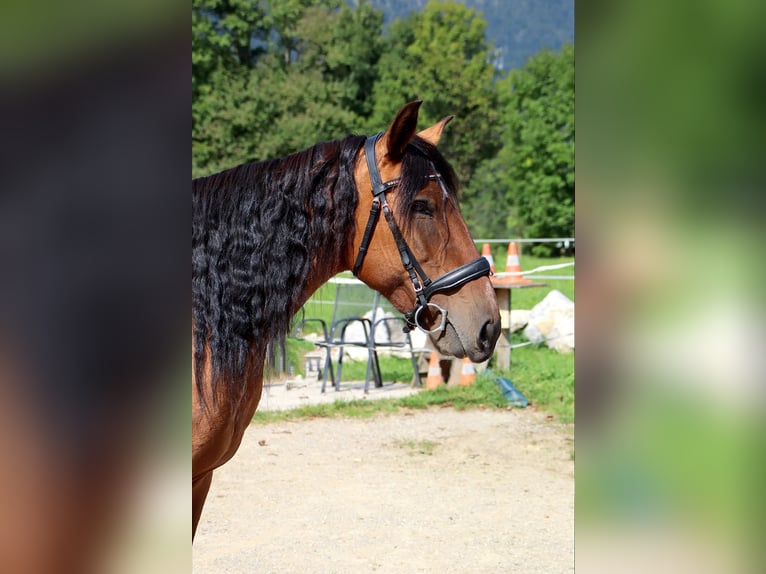 Plus de chevaux à sang chaud Jument 7 Ans 148 cm Isabelle in Kirchbichl