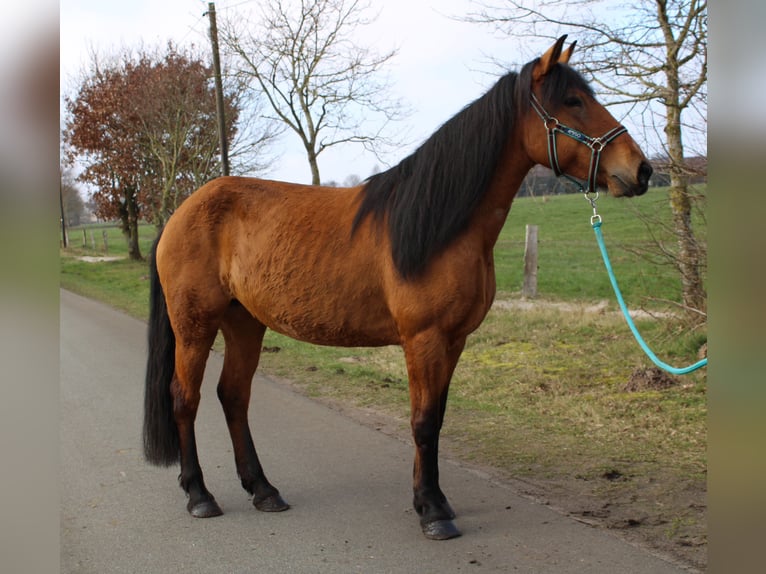 Plus de chevaux à sang chaud Jument 7 Ans 148 cm Isabelle in Kirchbichl