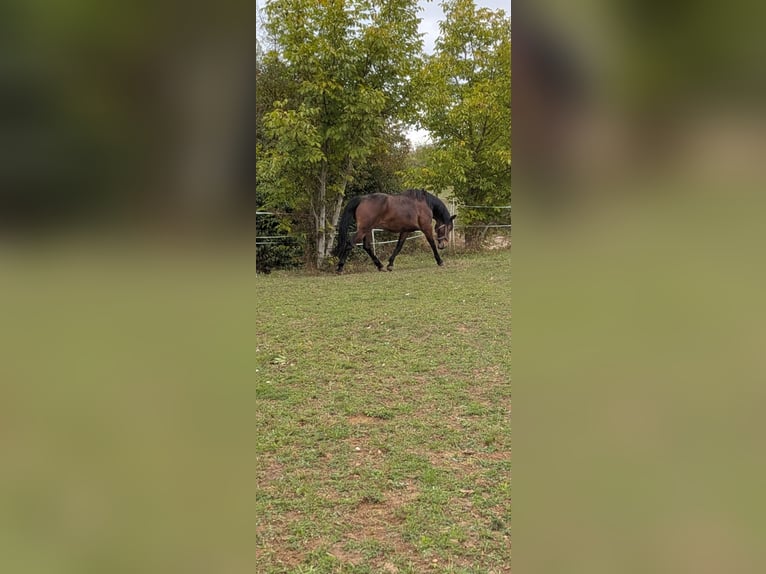 Plus de chevaux à sang chaud Jument 7 Ans 158 cm Bai in Walzbachtal