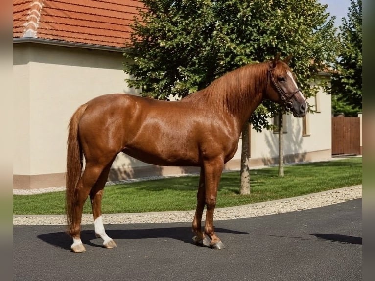 Plus de chevaux à sang chaud Jument 7 Ans 160 cm Alezan in Békéscsaba