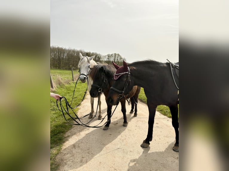Plus de chevaux à sang chaud Jument 7 Ans 160 cm Bai brun in Hüttenberg