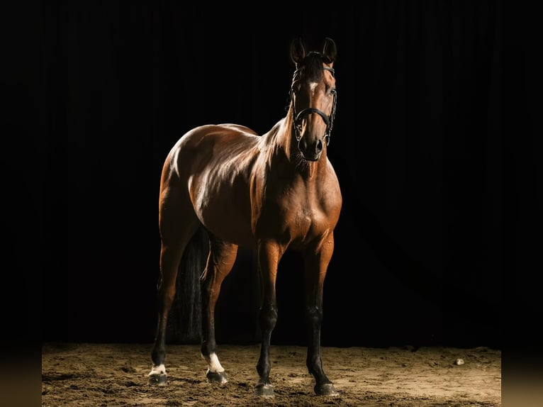 Plus de chevaux à sang chaud Jument 7 Ans 163 cm Bai in GROTE-BROGEL