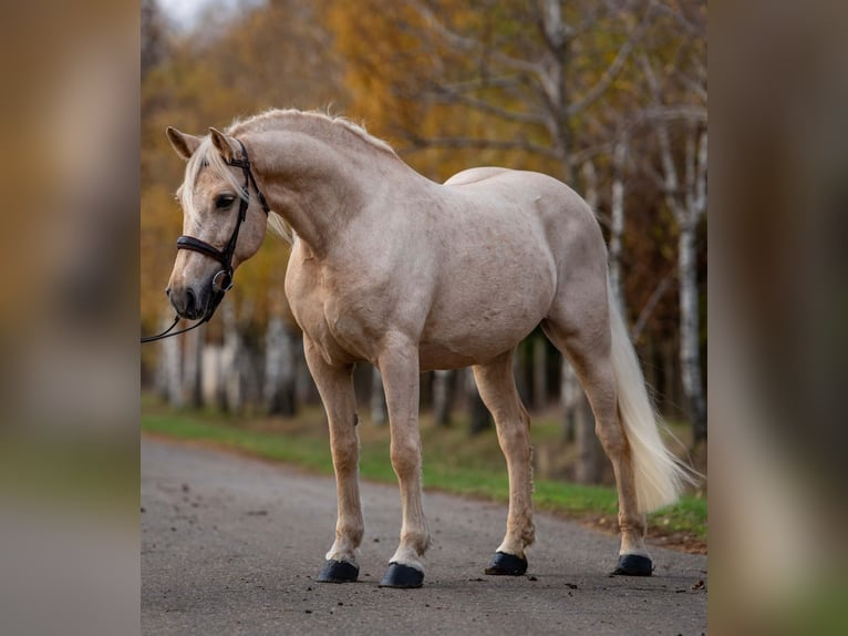 Plus de chevaux à sang chaud Jument 7 Ans 163 cm Palomino in Mez&#x151;hegyes
