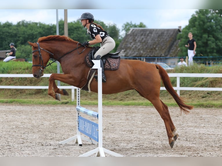 Plus de chevaux à sang chaud Jument 7 Ans 164 cm Alezan in Haabersti