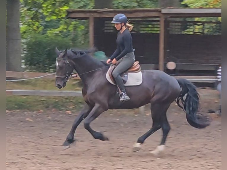 Plus de chevaux à sang chaud Jument 7 Ans 165 cm Bai brun foncé in Braunschweig