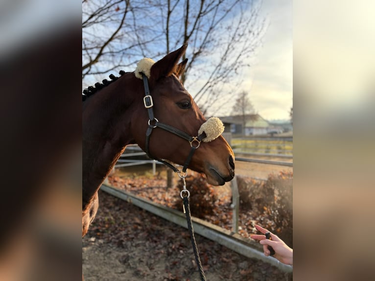 Plus de chevaux à sang chaud Jument 7 Ans 165 cm Bai in Mengen