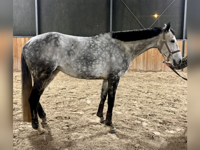 Plus de chevaux à sang chaud Jument 7 Ans 165 cm Gris in Tąpkowice