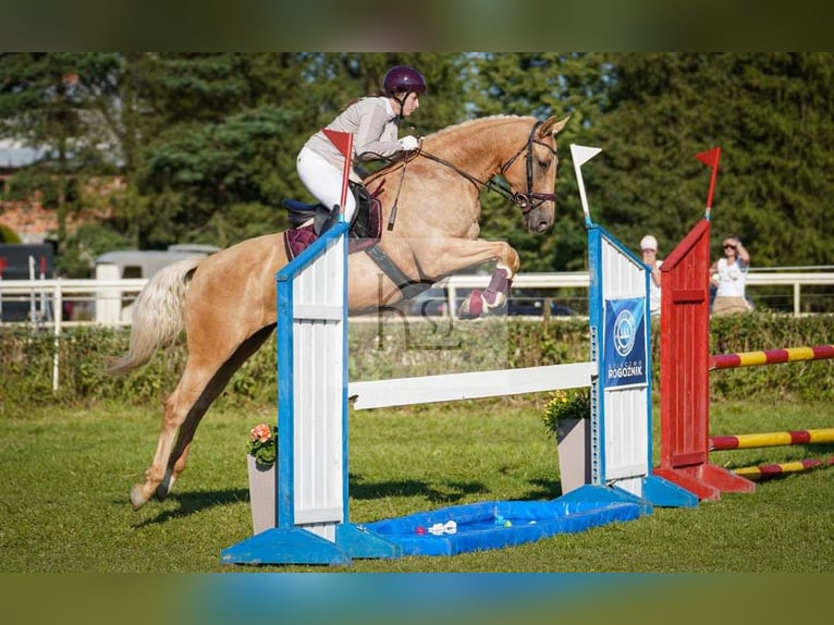 Plus de chevaux à sang chaud Jument 7 Ans 165 cm Palomino in Gronków