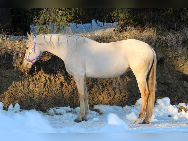 Plus de chevaux à sang chaud Jument 7 Ans 165 cm Palomino in Gronków