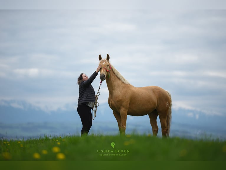 Plus de chevaux à sang chaud Jument 7 Ans 165 cm Palomino in Gronków