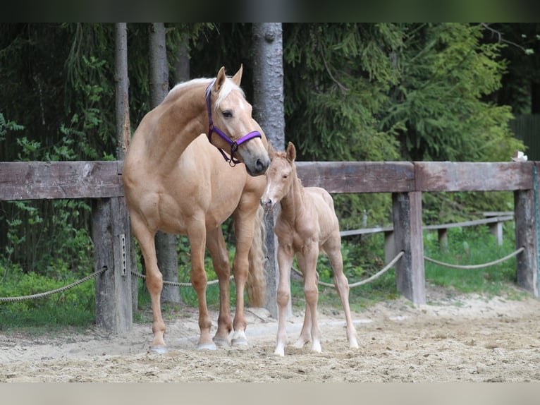 Plus de chevaux à sang chaud Jument 7 Ans 165 cm Palomino in Gronków