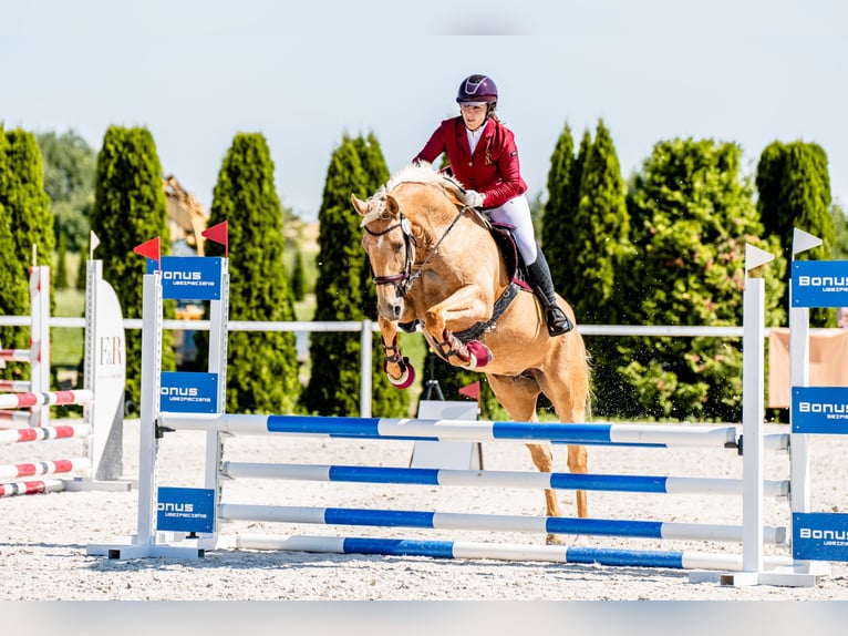 Plus de chevaux à sang chaud Jument 7 Ans 165 cm Palomino in Gronków