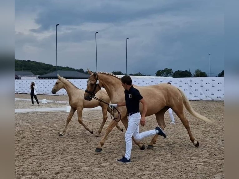 Plus de chevaux à sang chaud Jument 7 Ans 165 cm Palomino in Gronków