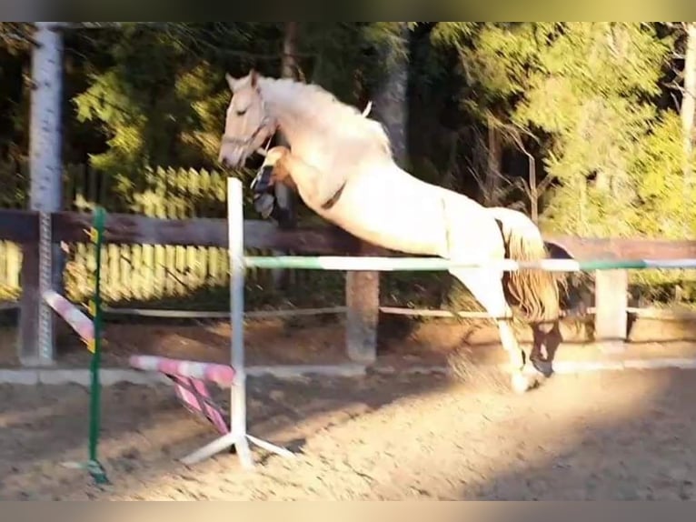 Plus de chevaux à sang chaud Jument 7 Ans 165 cm Palomino in Gronków