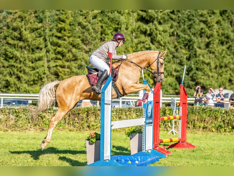 Plus de chevaux à sang chaud Jument 7 Ans 165 cm Palomino in Gronków