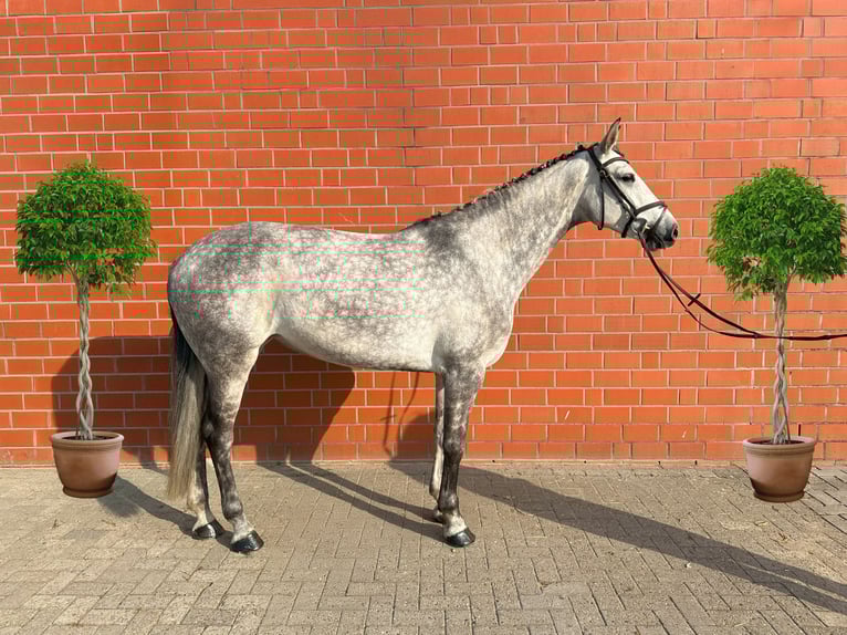 Plus de chevaux à sang chaud Jument 7 Ans 166 cm Gris pommelé in Holdorf