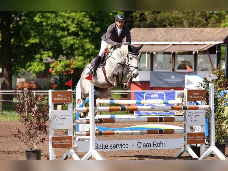 Plus de chevaux à sang chaud Jument 7 Ans 166 cm Gris pommelé in Holdorf