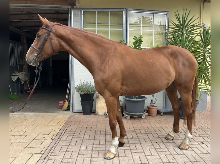 Plus de chevaux à sang chaud Jument 7 Ans 167 cm Alezan in Kühnsdorf