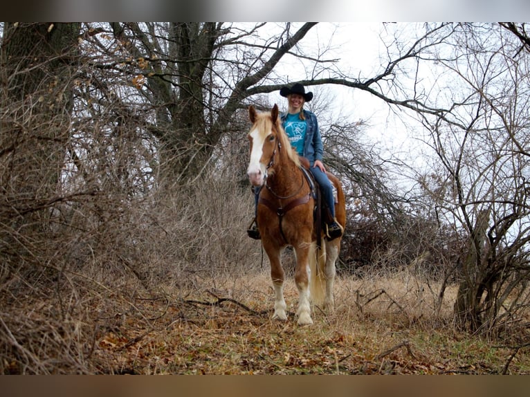 Plus de chevaux à sang chaud Jument 7 Ans 170 cm Alezan brûlé in Highland MI