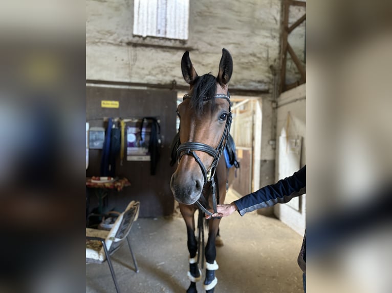 Plus de chevaux à sang chaud Jument 7 Ans 170 cm Bai in Neckarbischofsheim