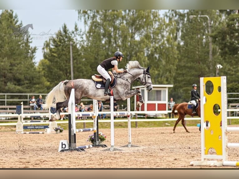 Plus de chevaux à sang chaud Jument 7 Ans 174 cm Gris in Avignon