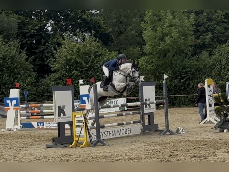 Plus de chevaux à sang chaud Jument 7 Ans Gris in Bohmte