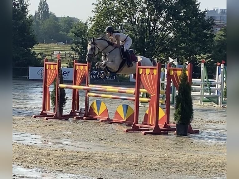 Plus de chevaux à sang chaud Jument 7 Ans Gris in Bohmte