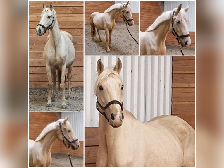 Plus de chevaux à sang chaud Jument 7 Ans Palomino in Den Ham
