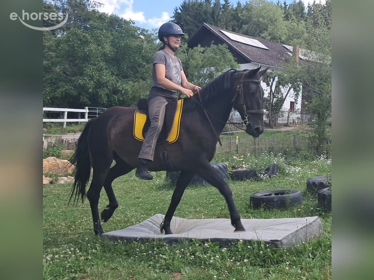 Plus de chevaux à sang chaud Jument 8 Ans 152 cm Bai brun in Bayerbach