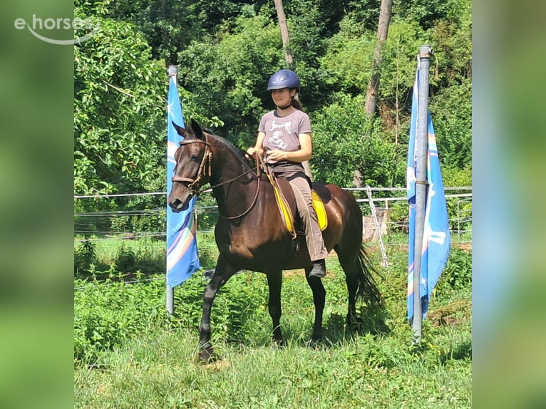 Plus de chevaux à sang chaud Jument 8 Ans 152 cm Bai brun in Bayerbach