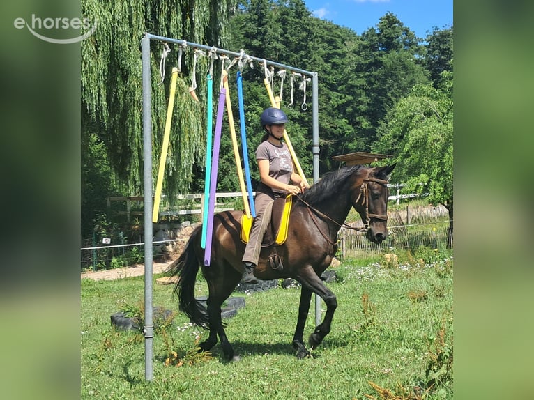 Plus de chevaux à sang chaud Jument 8 Ans 152 cm Bai brun in Bayerbach
